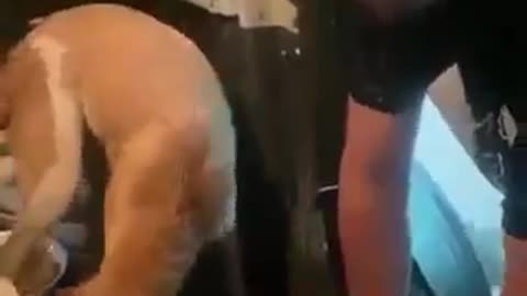 Affection towards animals