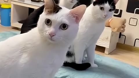 Animals Funny Video