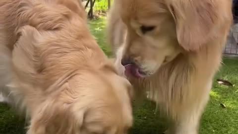Dogs