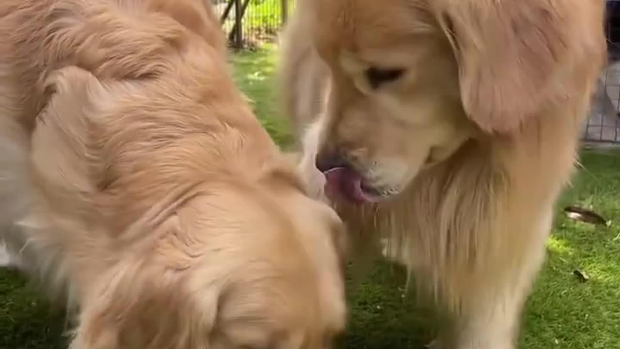 Dogs