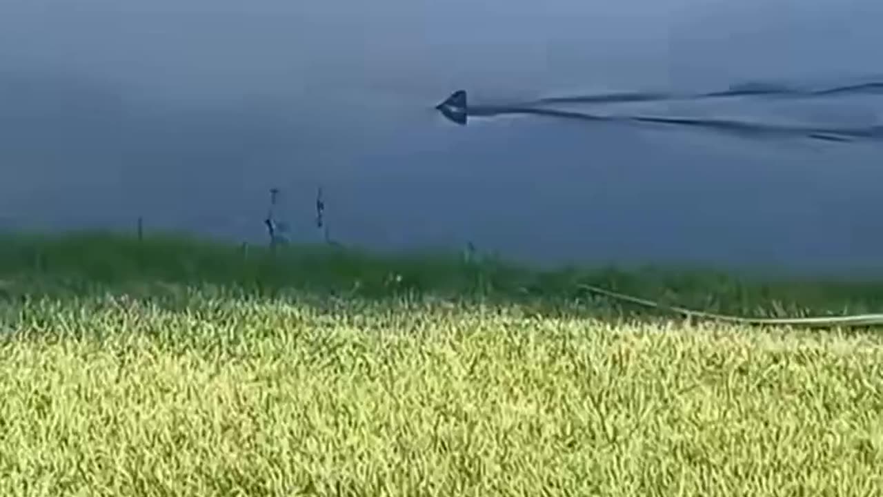 Pond Shark