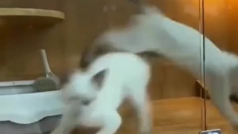 "Which animal won the dance battle? 😎🐢🐱🐦 Vote in the comments!"