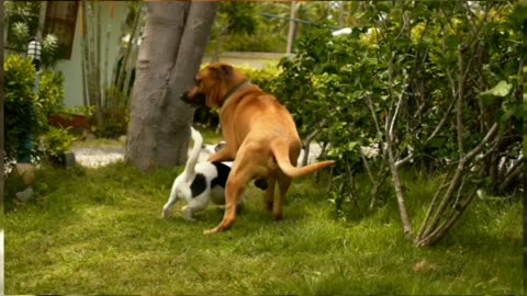 funny video