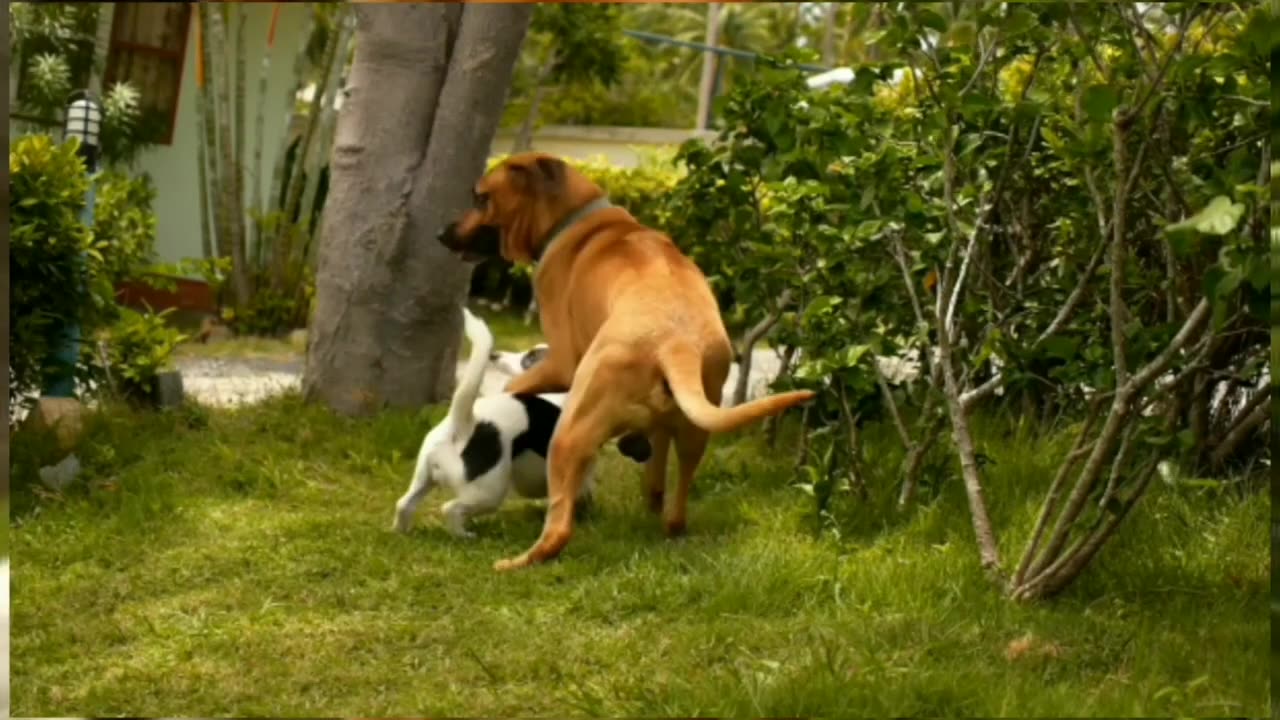 funny video