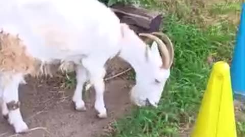 夏休みの山羊さん