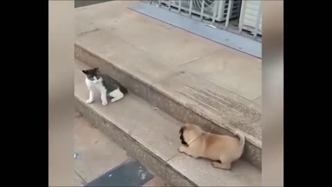Cat vs Dog Funny Animals Video