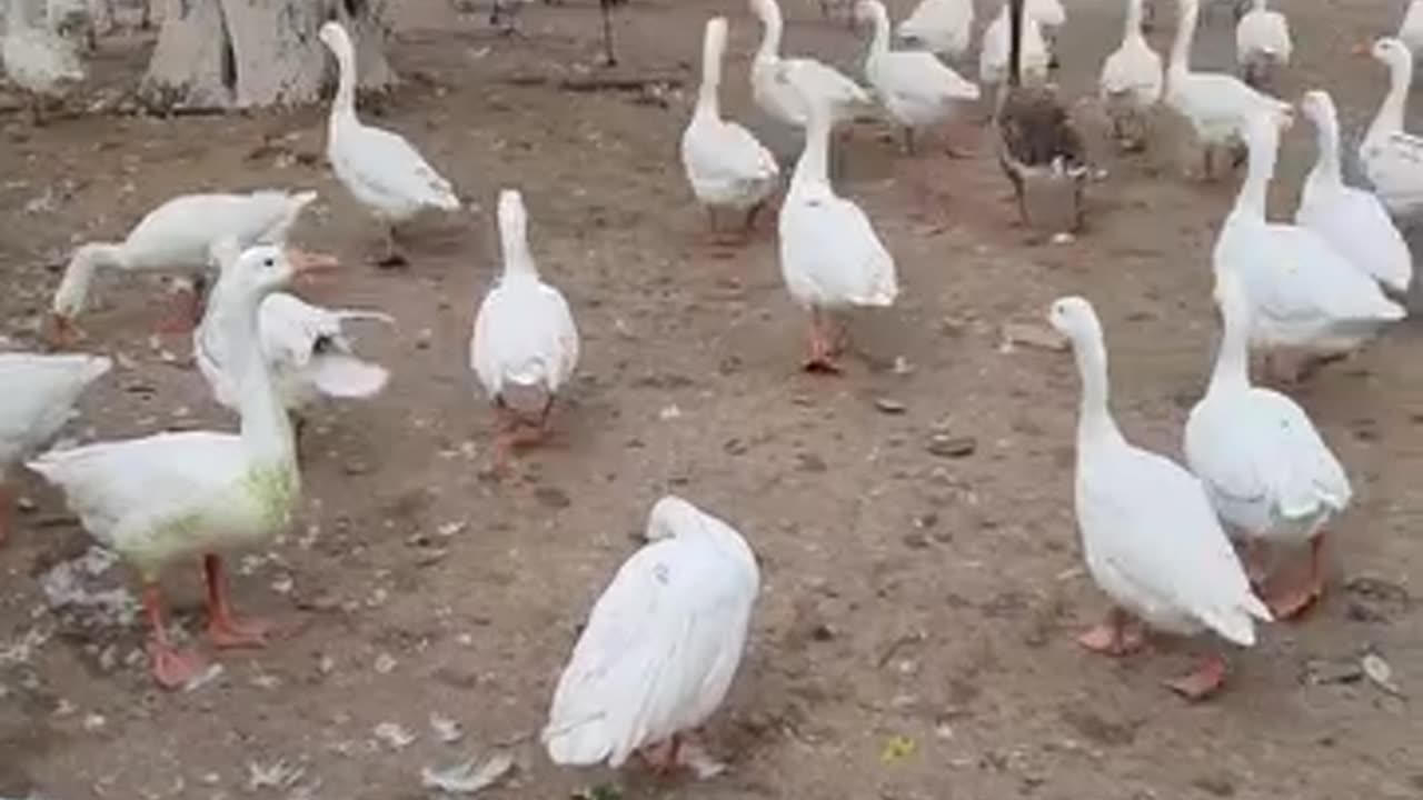 Birds farming duck and sawans beautiful