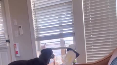 🚔😂 The Security Team You Never Knew You Needed | FunFM