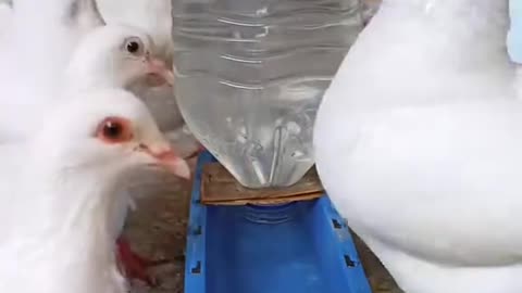 The Tassel Method for Pigeons and Chickens, Share with Others