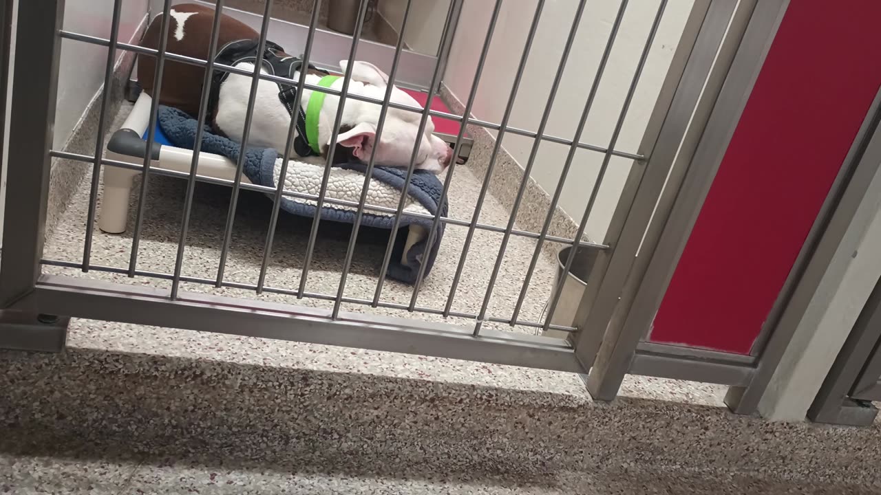 Marnie 6y A853771 kennel 177 PACC shelter glad I could lounge with her while she relaxed20250629_946