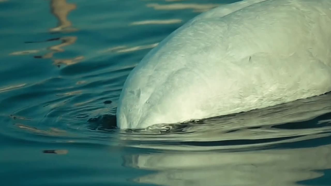Nature and Animals