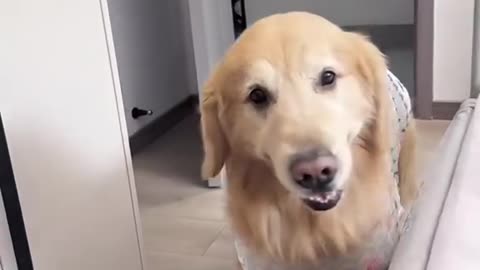 Cutie dog #animal