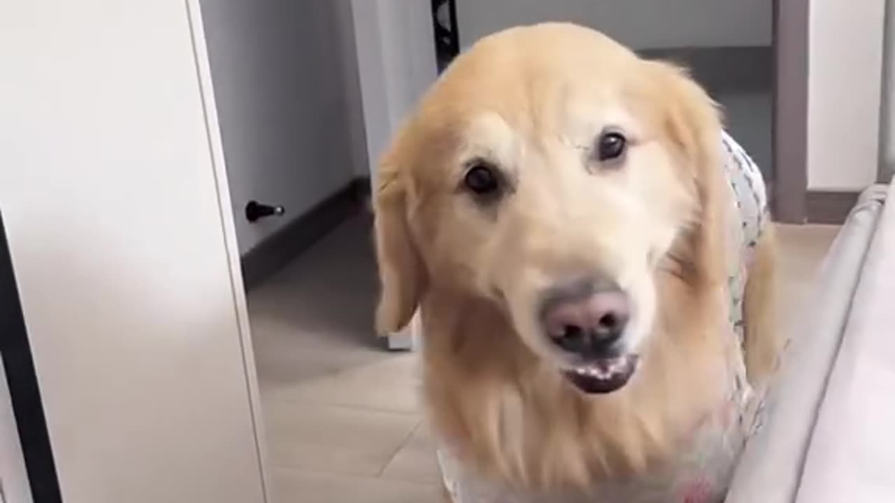 Cutie dog #animal