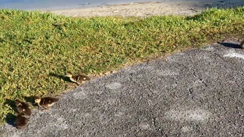 At the Park, Picking up my free ducks