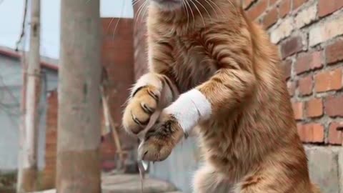 Hard working poor Cat