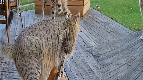 The Leopard’s Mistake! Cat Mom’s Roar
