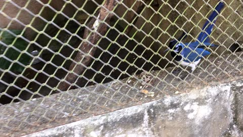 Black Throated Magpie @ Puerto Vallarta Zoo (Jalisco, Mexico) 20