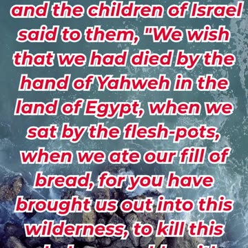 “God Promises Bread from Heaven” exodus 16:3,4. #shortvideo #shorts #youtubeshorts #ytshorts #reels