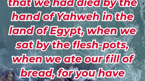 “God Promises Bread from Heaven” exodus 16:3,4. #shortvideo #shorts #youtubeshorts #ytshorts #reels