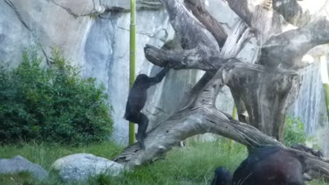 Bonobos being bonobos