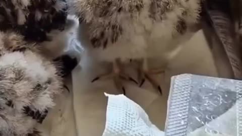 Woe Day 151. I am in the ark. Waiting for GOD to open the Door for a spring/summer Pentecost rapture