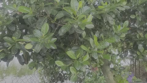 Jackfruit tree with leaves and fruits by my pond_000_Date 09.09.2025