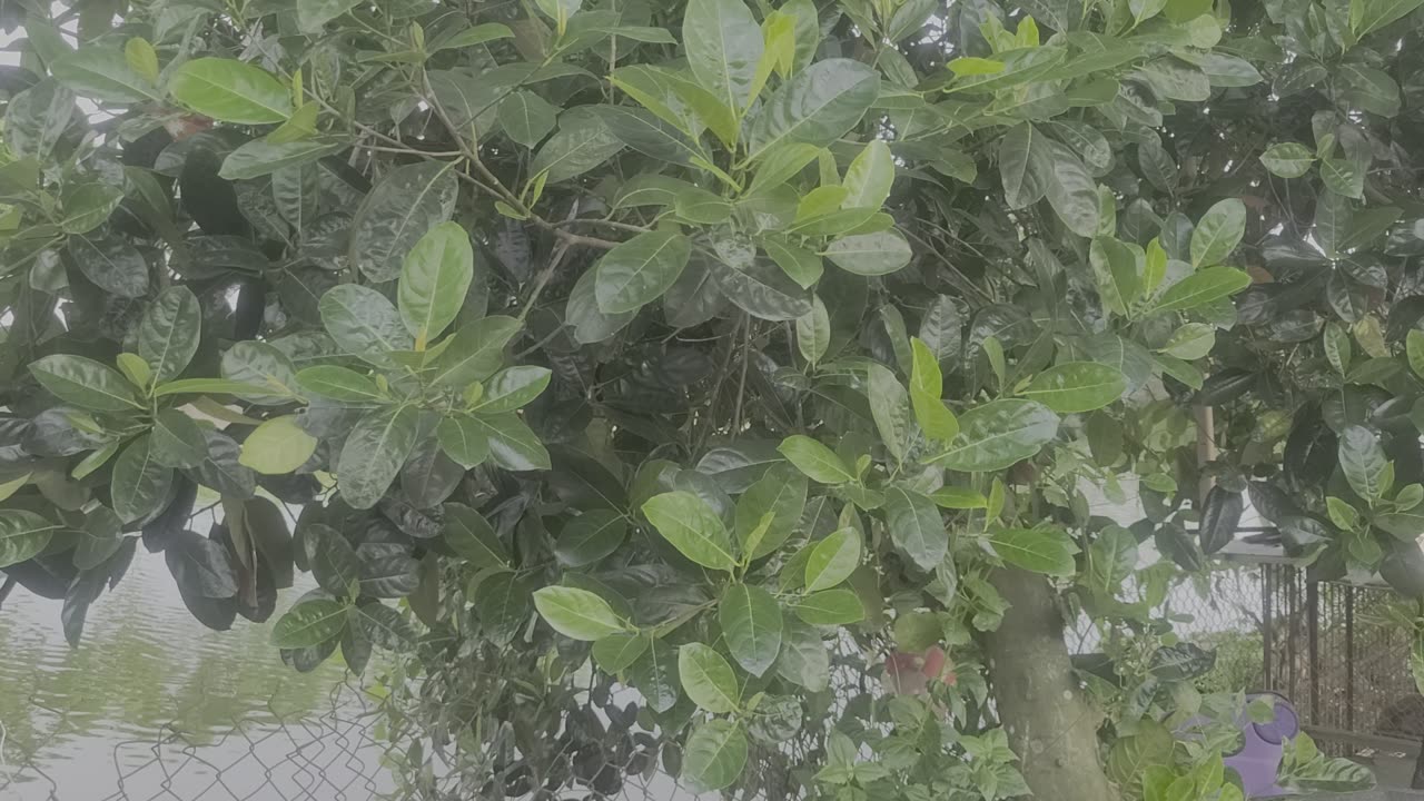 Jackfruit tree with leaves and fruits by my pond_000_Date 09.09.2025