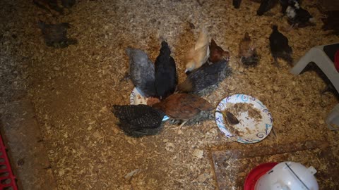 Young chicks vs tuna.