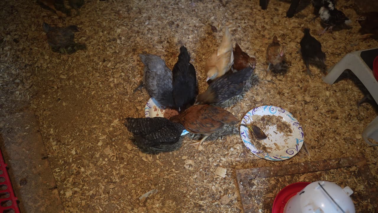 Young chicks vs tuna.