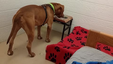 Gucci 6y A846344 can be ~forward@TRN, he's love, from harrys haven kennel 207 PACC shelter2025914952