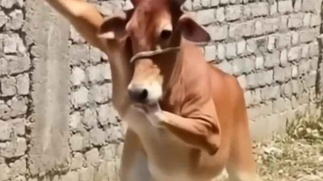 haw possible🤔caw dance | ai video