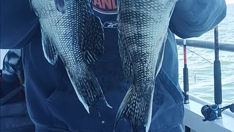 Sea bass