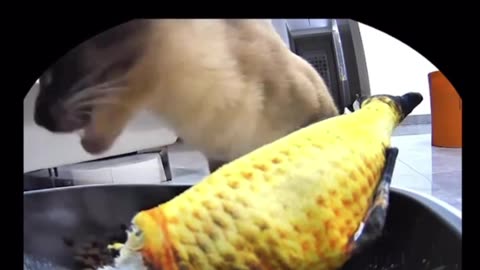 Multitasking cat style