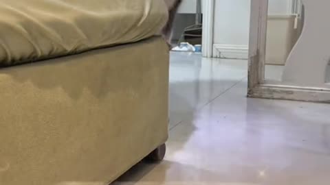 Dog's Comedy Videos 🤣 so cute videos 😍 funny videos 🤣 Live Camera HD ❤️