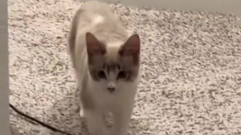Nunu hippity hop walk