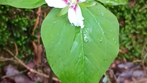Painted Trillium