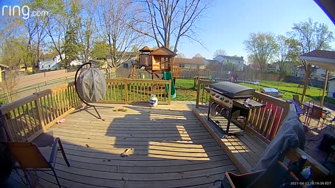 Kid Gets Knocked Down By Great Dane