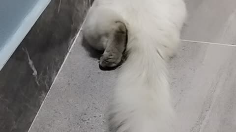 Cat cute white love