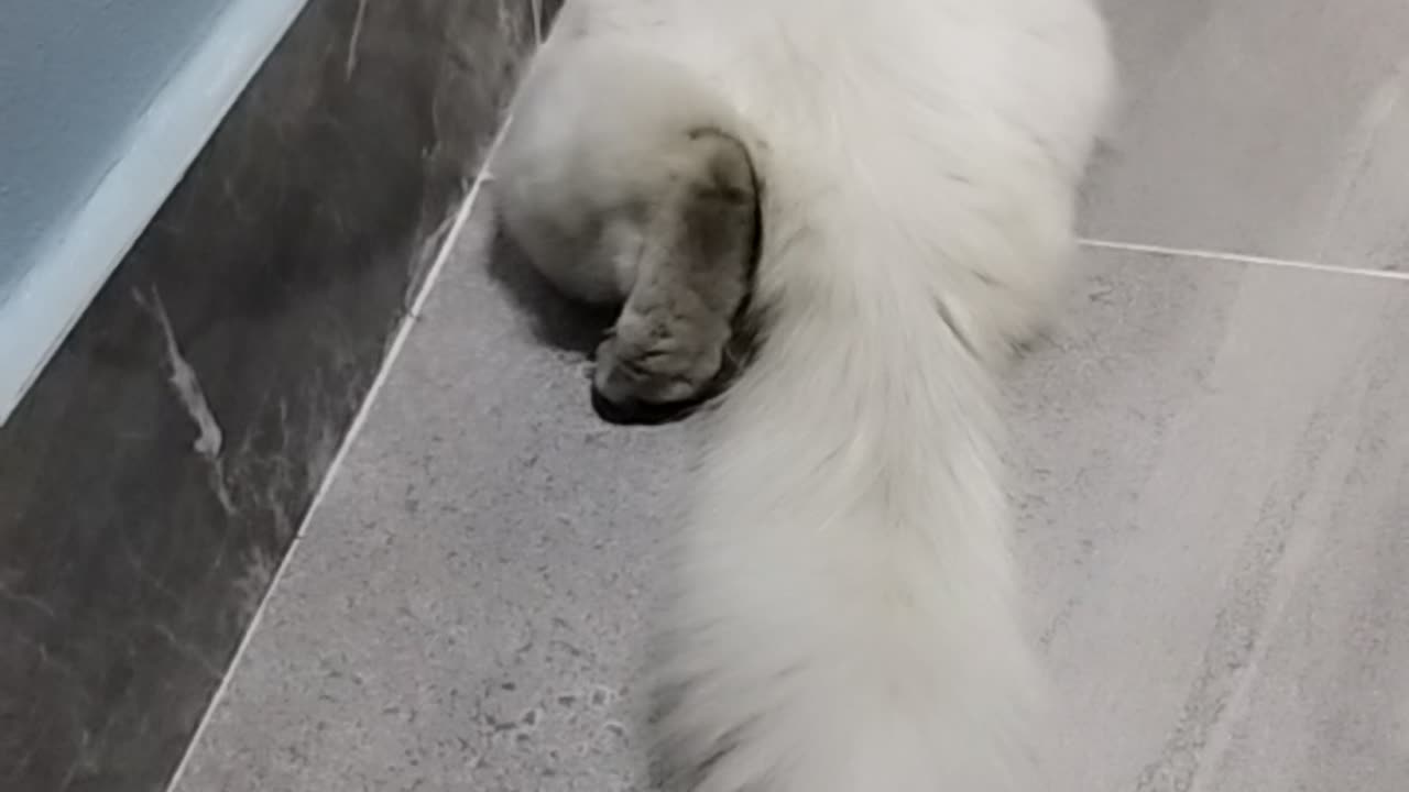 Cat cute white love