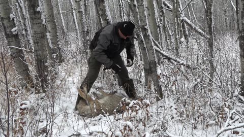 Trapping Inc Season 8 Episode 5 Snaring Coyotes off a bait pile.