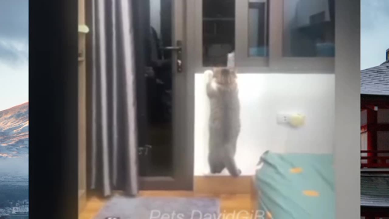 Mono
