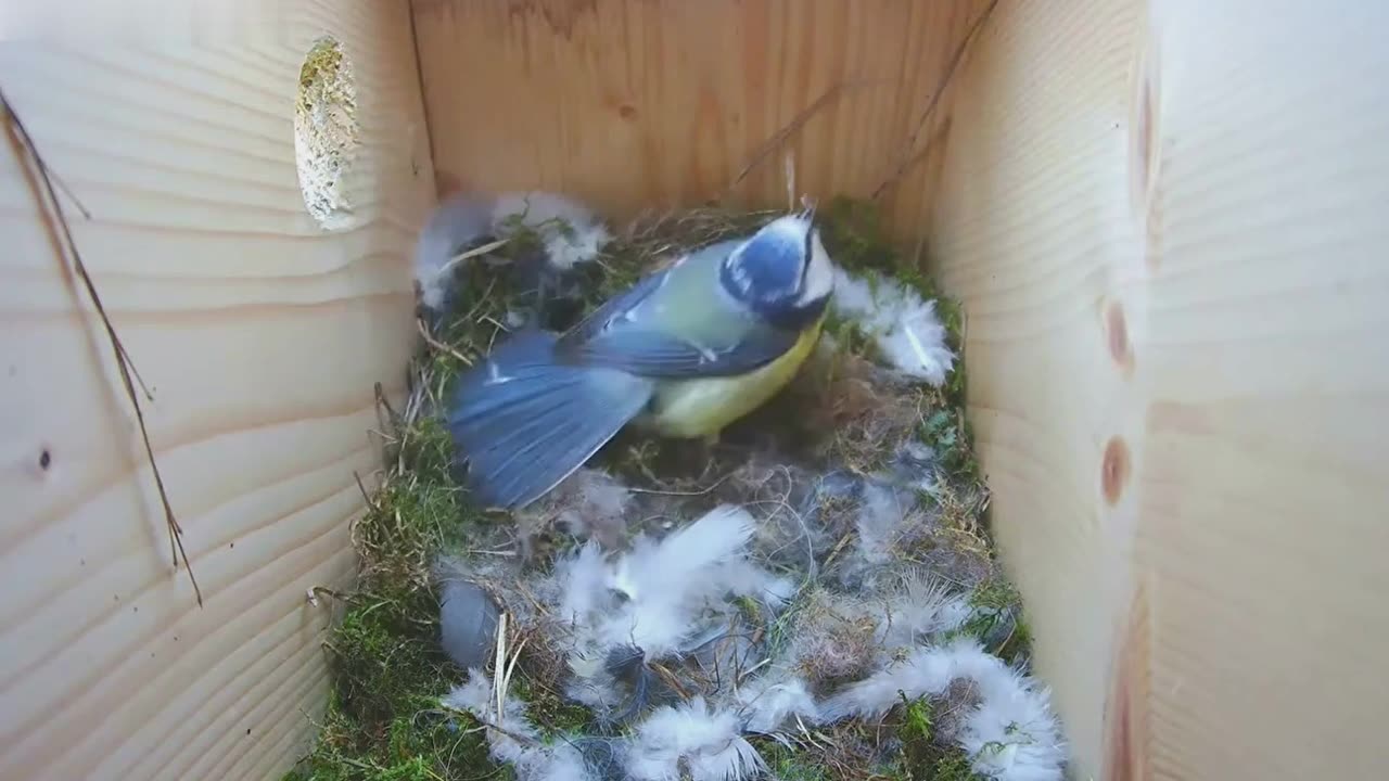 Bumblebee 🐝 in the tit's house 🐦 😱😱😱