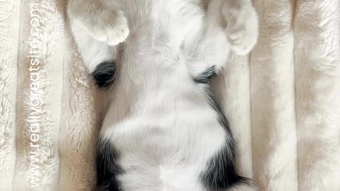 ‼Pet Sitter Ama dos animais‼