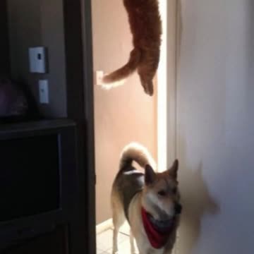 gato com medo de cachorro.mp4