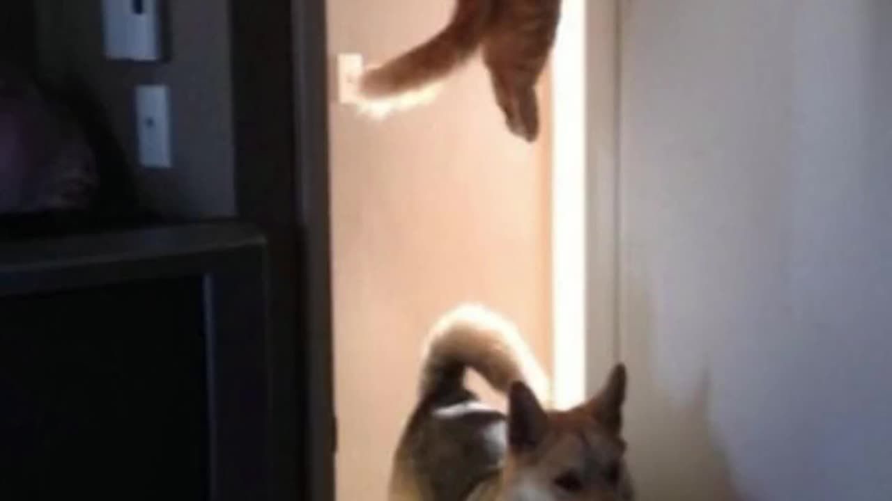 gato com medo de cachorro.mp4