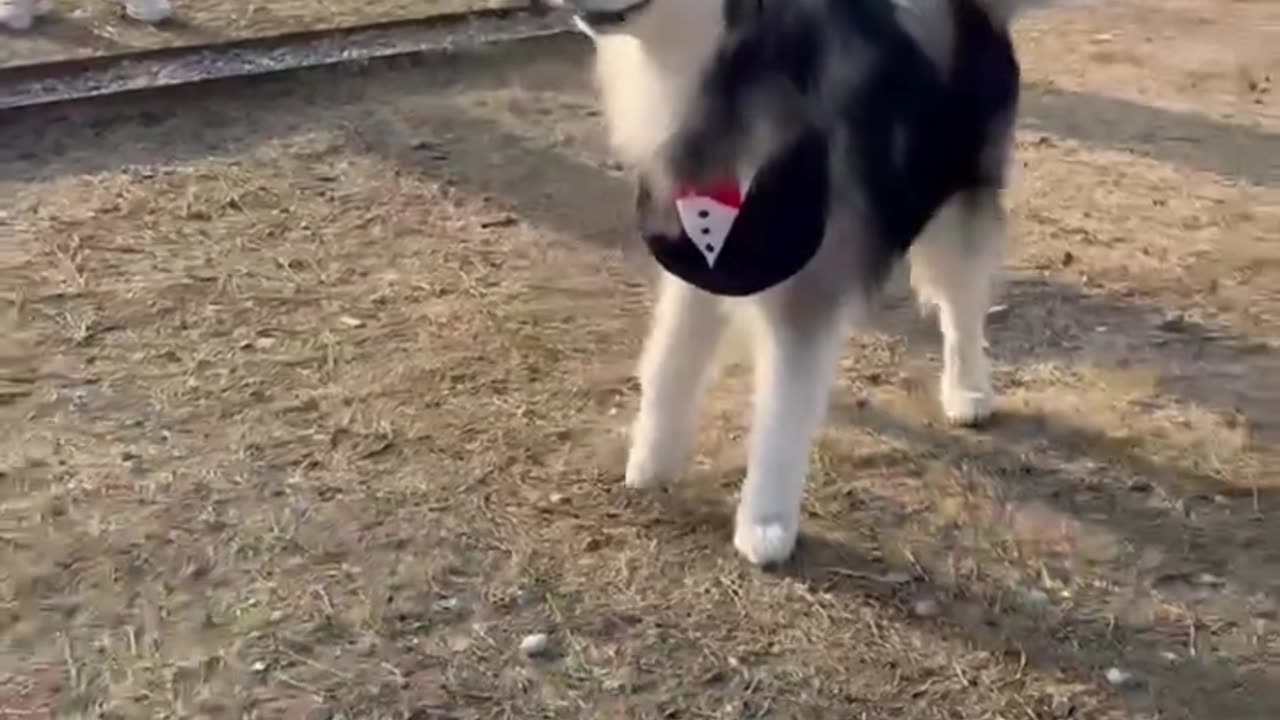 Ignore other like this husky dose