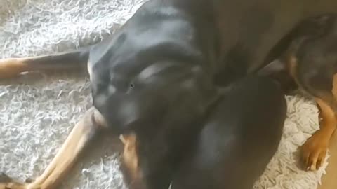 Hank and Bandit playin
