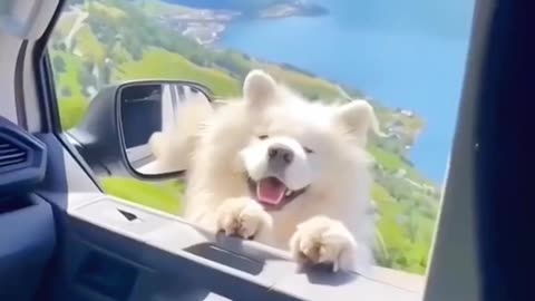 cute puppies