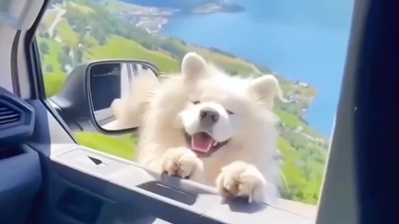 cute puppies