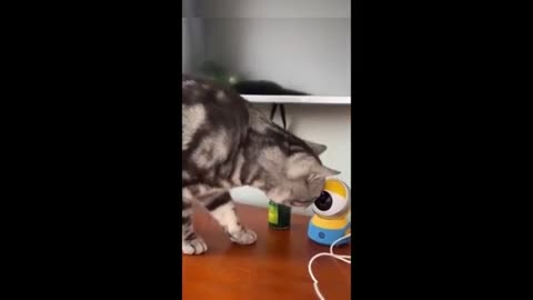 Animals funny moments